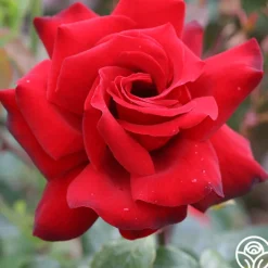 Black Beauty®><noscript><img width=