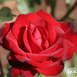 Black Beauty®><noscript><img width=