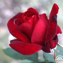 Black Beauty®><noscript><img width=