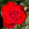 Black Cherry™>Heirloom Roses Online