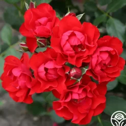 Black Forest Rose®>Heirloom Roses Sale