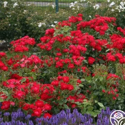 Black Forest Rose®>Heirloom Roses Sale