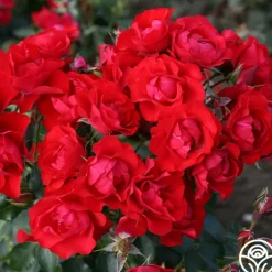 Black Forest Rose®><noscript><img width=