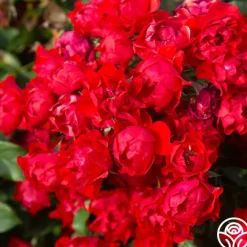 Black Forest Rose®><noscript><img width=