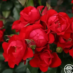 Black Forest Rose®><noscript><img width=