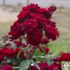 Black Ice™>Heirloom Roses Hot