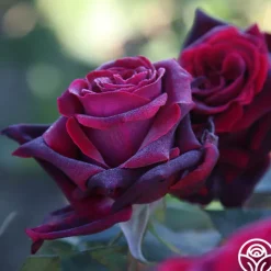 Black Lady™>Heirloom Roses Hot