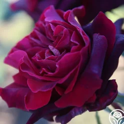 Black Lady™><noscript><img width=
