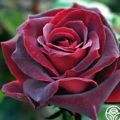 Black Pearl>Heirloom Roses Clearance