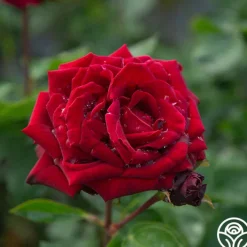 Black Pearl>Heirloom Roses Clearance