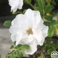Blanc Double de Coubert><noscript><img width=