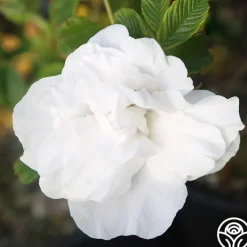 Blanc Double de Coubert><noscript><img width=