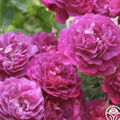 Bleu Magenta>Heirloom Roses