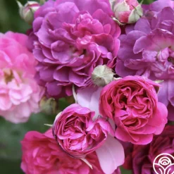Bleu Magenta>Heirloom Roses