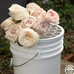 Bloomshield™>Heirloom Roses Clearance