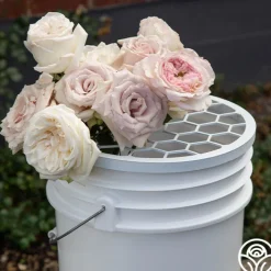 Bloomshield™><noscript><img width=