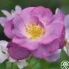 Blue For You>Heirloom Roses Sale