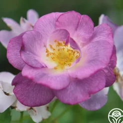 Blue For You>Heirloom Roses Sale