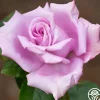 Blue Girl>Heirloom Roses New