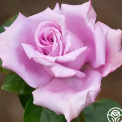 Blue Girl>Heirloom Roses New