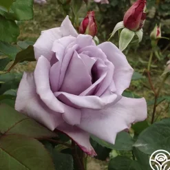 Blue Moon®>Heirloom Roses Clearance