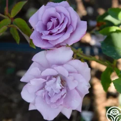 Blue Skies>Heirloom Roses Outlet