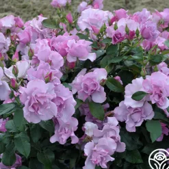 Blueberry Hill>Heirloom Roses Clearance