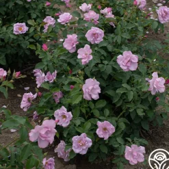 Blueberry Hill><noscript><img width=