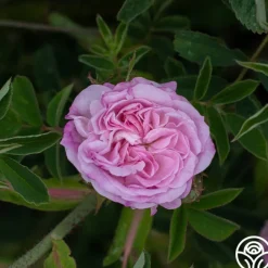 Blush Damask>Heirloom Roses Discount