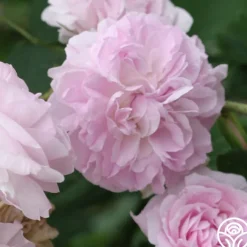 Blush Damask><noscript><img width=