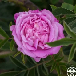 Blush Damask><noscript><img width=