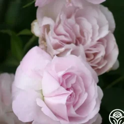 Blush Damask><noscript><img width=