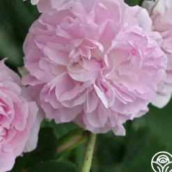 Blush Damask><noscript><img width=