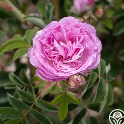 Blush Damask><noscript><img width=