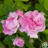 Blush Hip>Heirloom Roses Hot