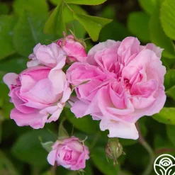 Blush Hip>Heirloom Roses Hot