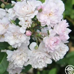 Blush Noisette>Heirloom Roses Online
