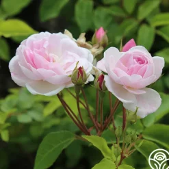 Blush Noisette><noscript><img width=