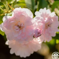Blush Noisette><noscript><img width=
