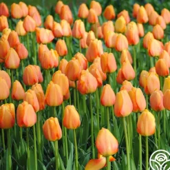 Blushing Apeldoorn ®>Heirloom Roses Outlet