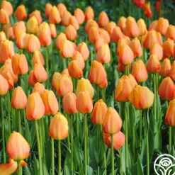 Blushing Apeldoorn ®>Heirloom Roses Outlet