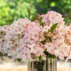 Blushing Dogwood>Heirloom Roses Clearance