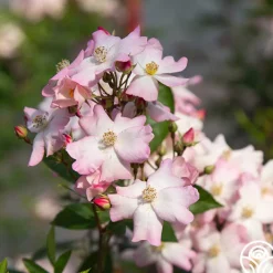 Blushing Dogwood><noscript><img width=