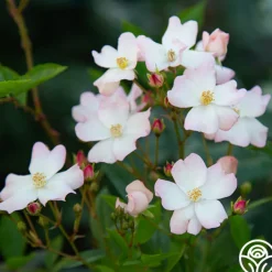 Blushing Dogwood><noscript><img width=