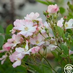 Blushing Dogwood><noscript><img width=