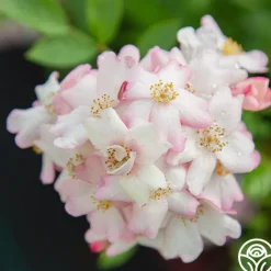 Blushing Dogwood><noscript><img width=