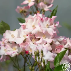 Blushing Dogwood><noscript><img width=