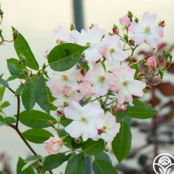 Blushing Dogwood><noscript><img width=