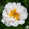 Blushing Princess>Heirloom Roses Discount