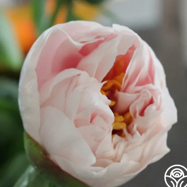 Blushing Princess>Heirloom Roses Discount